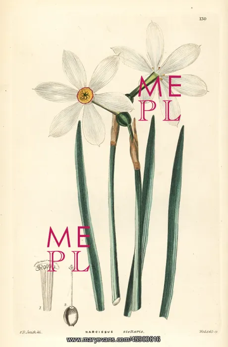 : Poet's daffodil, Narcissus poeticus subsp. radiiflorus : Poet's daffodil, Narcissus poeticus subsp. radiiflorus