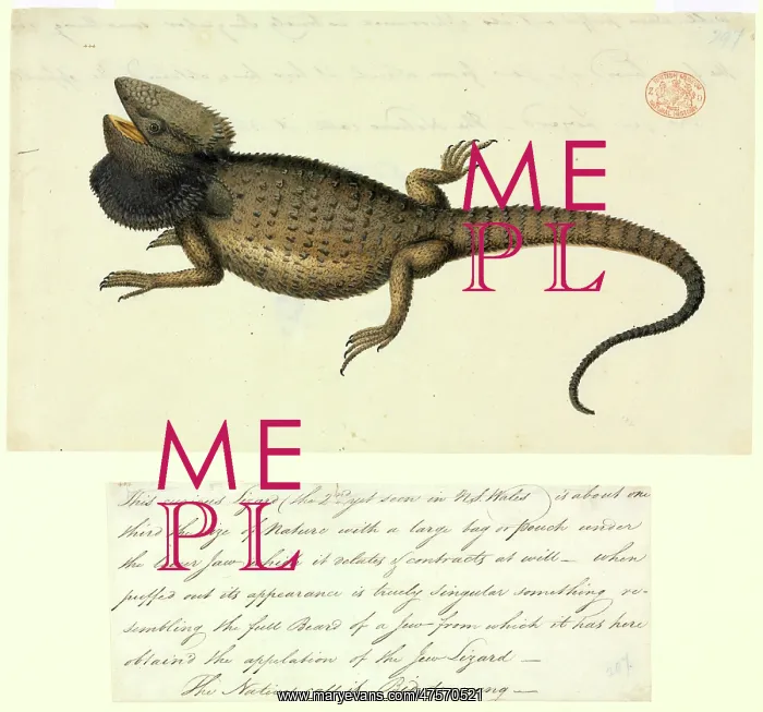 : Pogona barbata, bearded dragon : Pogona barbata, bearded dragon