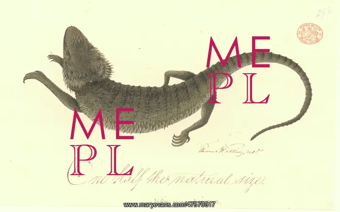 : Pogono barbata, bearded dragon : Pogono barbata, bearded dragon