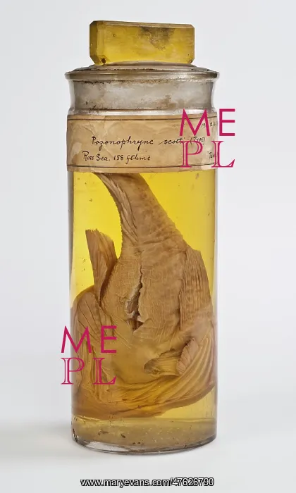 : Pogonophryne scotti : Pogonophryne scotti