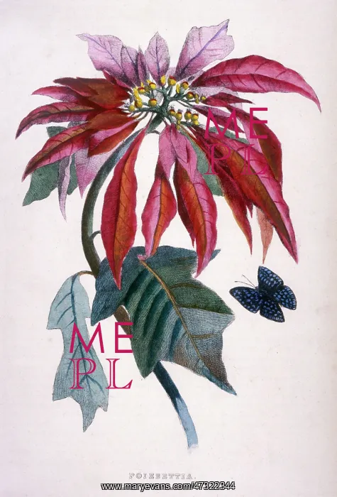  : Poinsettia and butterfly