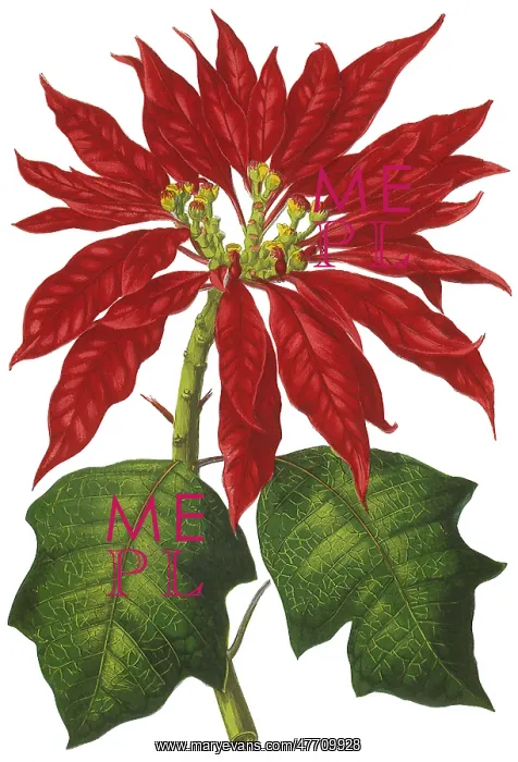 : Poinsettia Flowers : Poinsettia Flowers