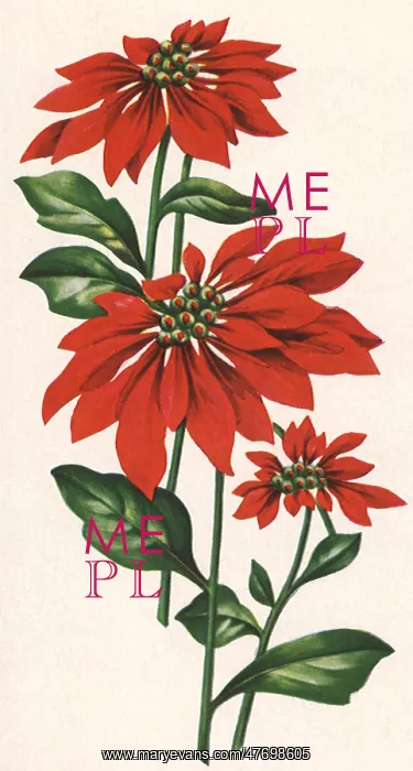 : Poinsettias : Poinsettias