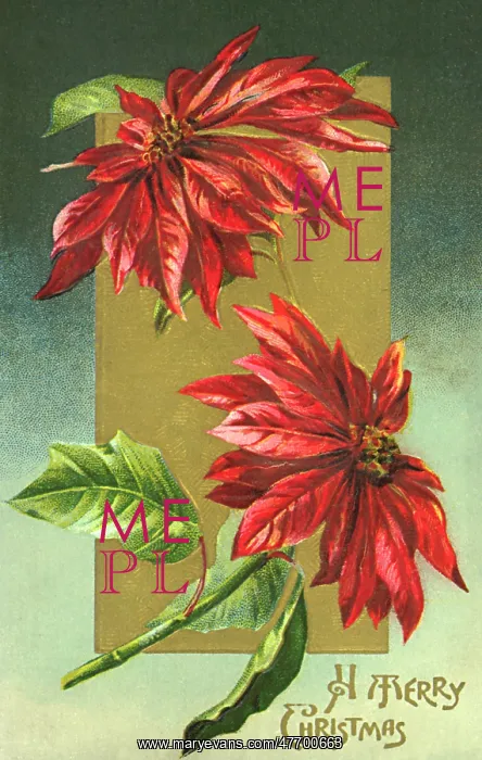 : Poinsettias : Poinsettias
