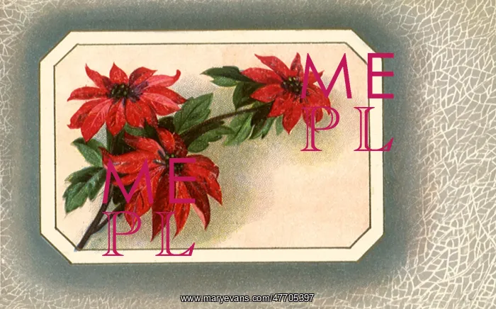 : Poinsettias : Poinsettias