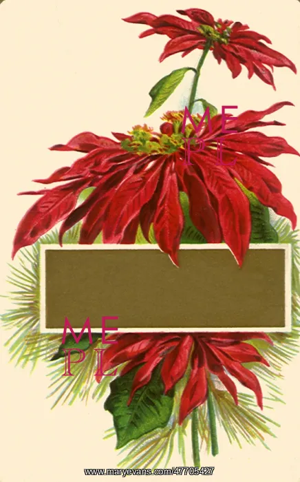 : Poinsettias : Poinsettias