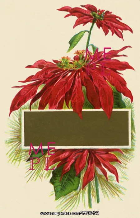 : Poinsettias : Poinsettias