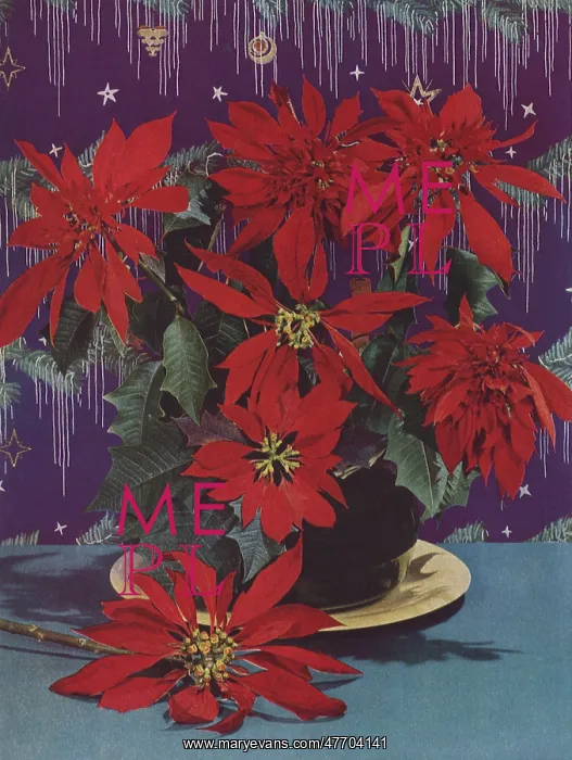 : Poinsettias in Bowl : Poinsettias in Bowl