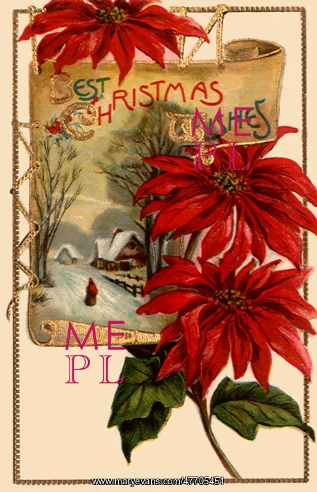 : Poinsettias and Inset : Poinsettias and Inset