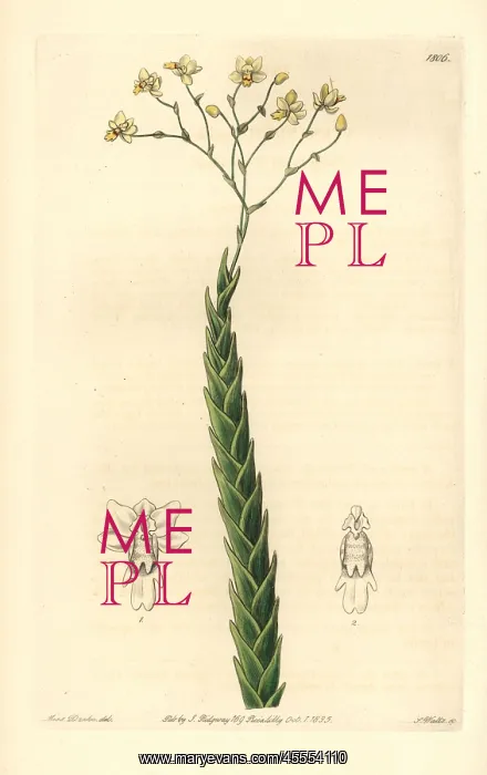 : Pointed lockhartia orchid, Lockhartia acuta : Pointed lockhartia orchid, Lockhartia acuta