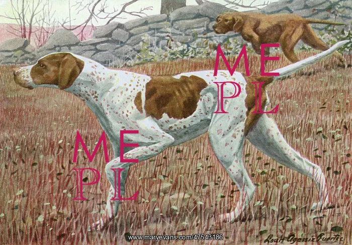  : Pointer, in classic pointing pose
