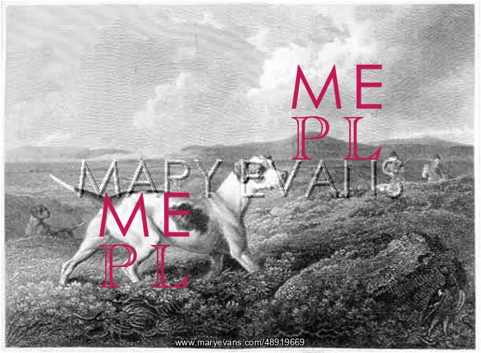  : POINTER. Two pointers on the moors, watching for game