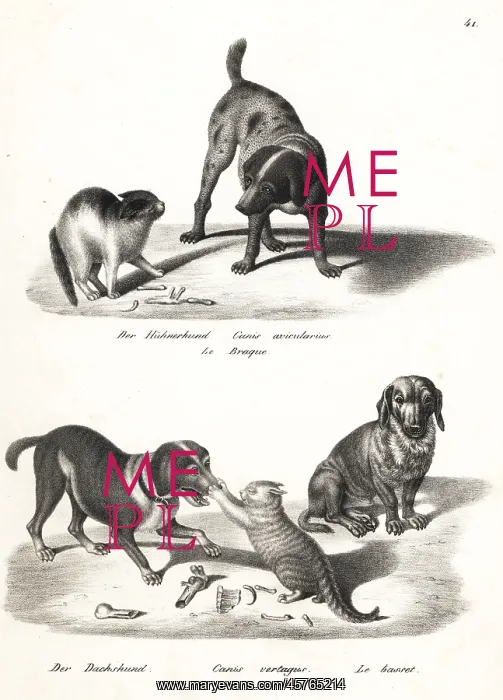 : Pointer, dachshund and basset hound : Pointer, dachshund and basset hound