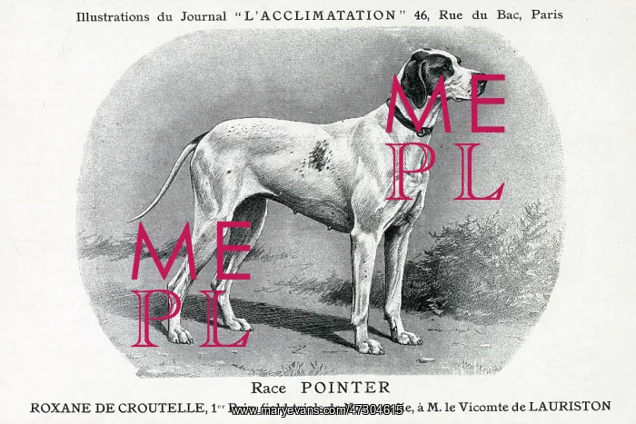 : Pointer Dog : Pointer Dog