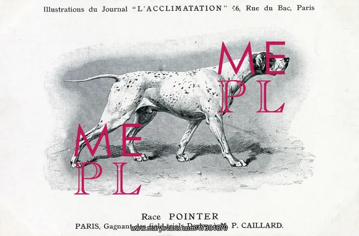 : Pointer Dog : Pointer Dog