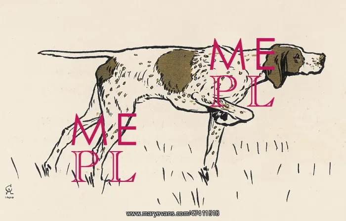 : Pointer dog on a day's shooting : Pointer dog on a day's shooting