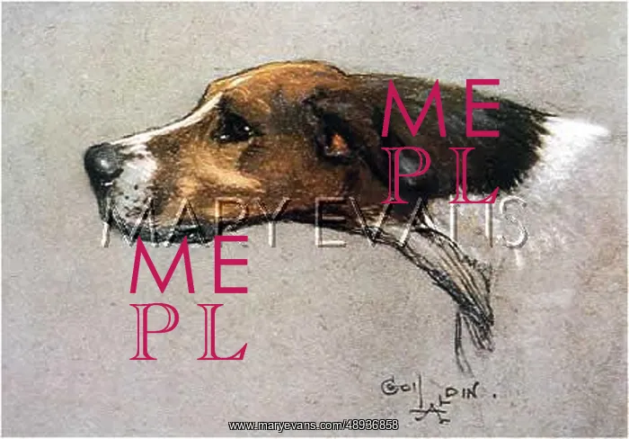  : Pointer dog, head study