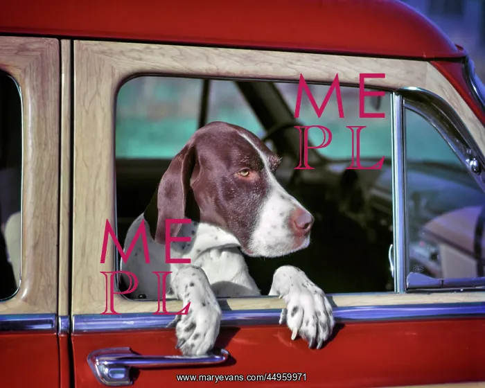 : Pointer Dog Looking Out Window Passenger Side : Pointer Dog Looking Out Window Passenger Side