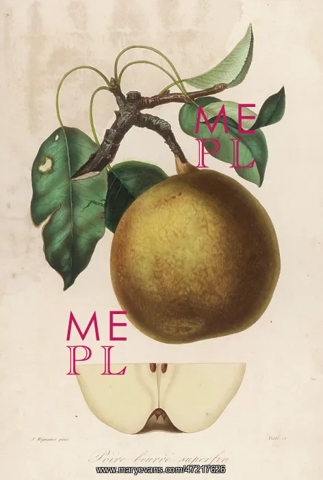  : POIRE BEURRE SUPERFIN