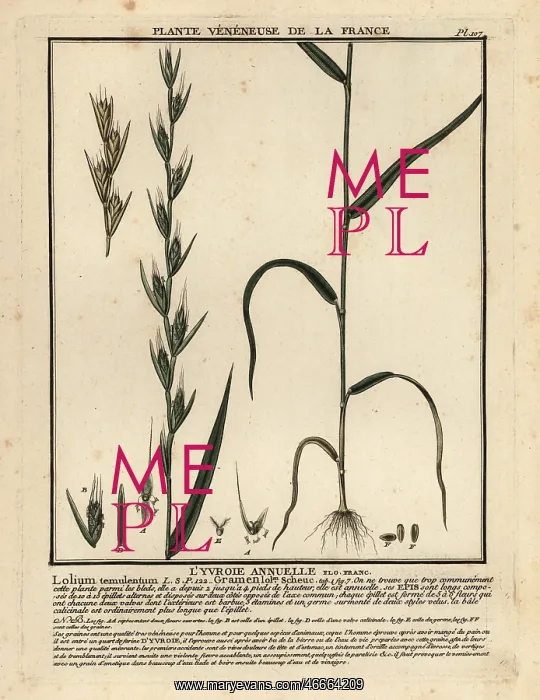  : Poison darnel, Lolium temulentum
