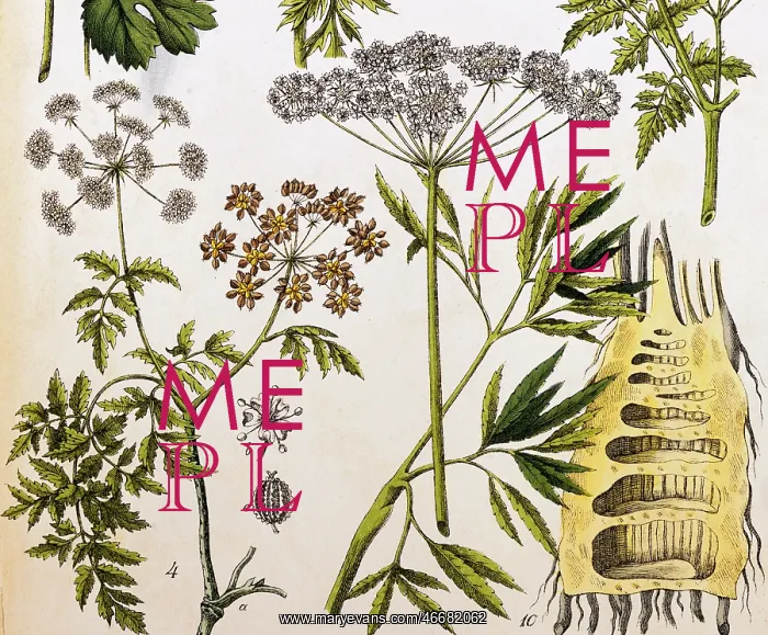 : Poison Hemlock : Poison Hemlock