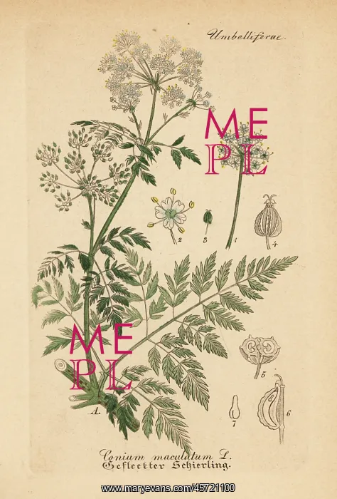 : Poison hemlock, Conium maculatum : Poison hemlock, Conium maculatum