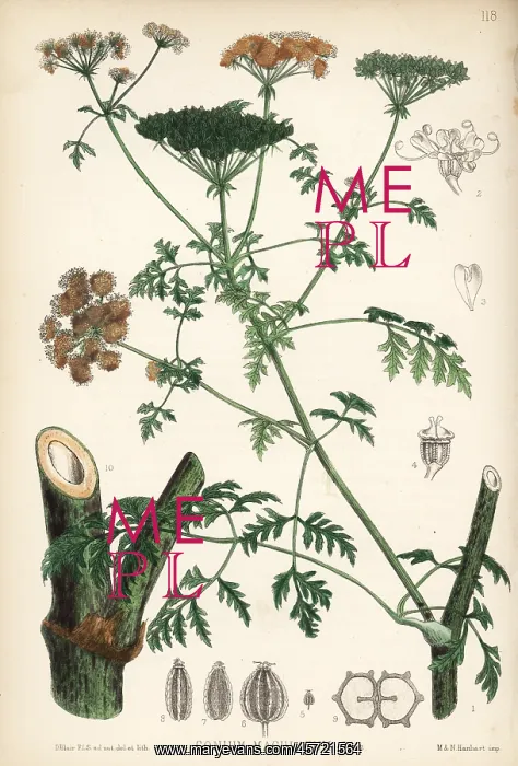 : Poison hemlock, Conium maculatum : Poison hemlock, Conium maculatum