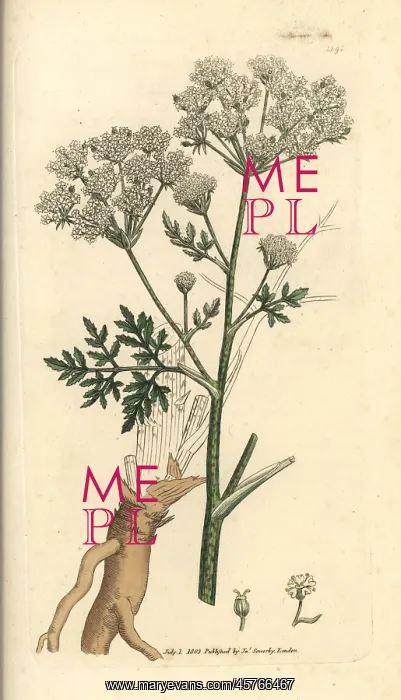 : Poison hemlock, Conium maculatum : Poison hemlock, Conium maculatum