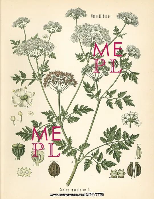 : Poison hemlock, Conium maculatum : Poison hemlock, Conium maculatum