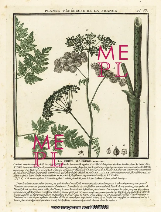 : Poison hemlock, Conium maculatum : Poison hemlock, Conium maculatum
