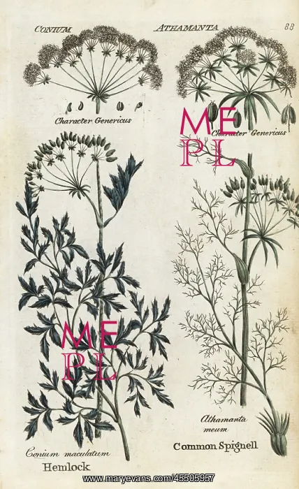 : Poison hemlock and spignell : Poison hemlock and spignell