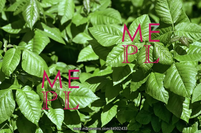 : Poison ivy leaves : Poison ivy leaves