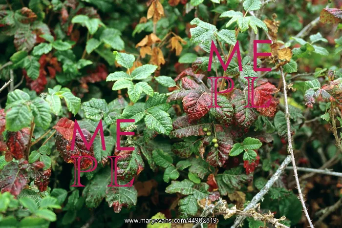  : Poison ivy leaves in autumn