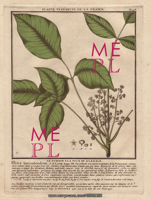 : Poison ivy, Toxicodendron radicans : Poison ivy, Toxicodendron radicans