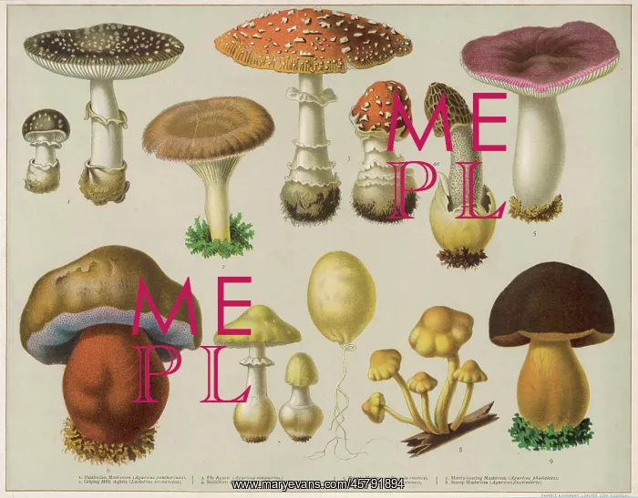 : Poisonous mushrooms illustration : Poisonous mushrooms illustration