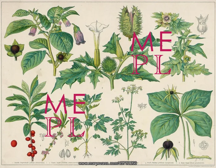 : POISONOUS PLANTS : POISONOUS PLANTS