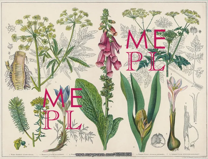 : Poisonous Plants : Poisonous Plants