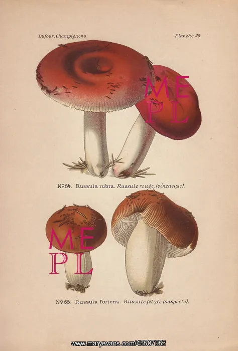 : Poisonous rust-orange color Russula rubra and : Poisonous rust-orange color Russula rubra and