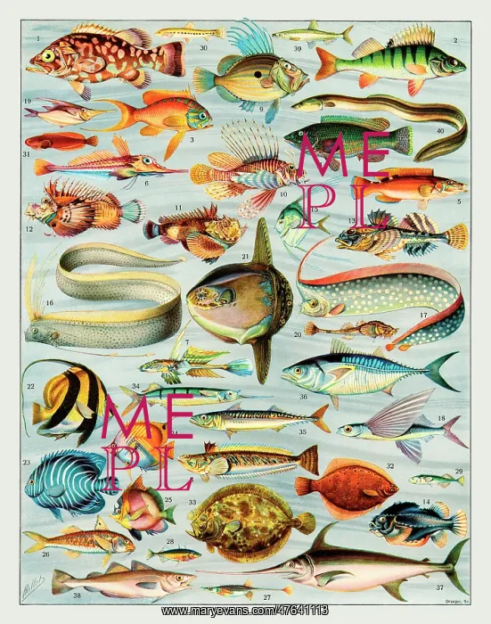  : Poissons - fish
