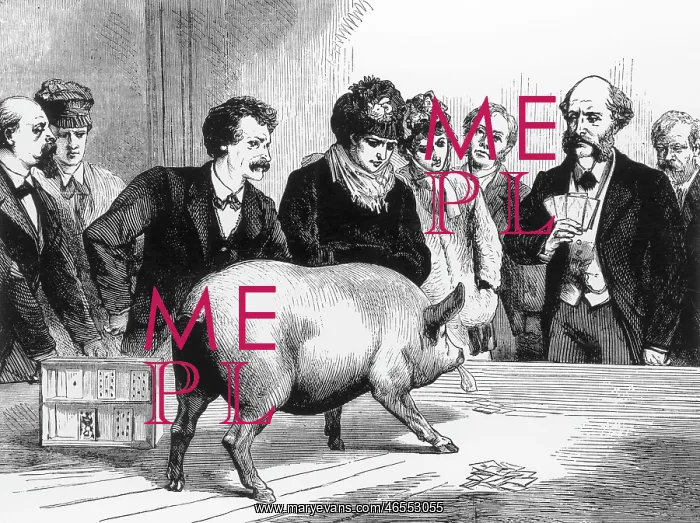 : Poker Playing Pig of Colonel Wood : Poker Playing Pig of Colonel Wood