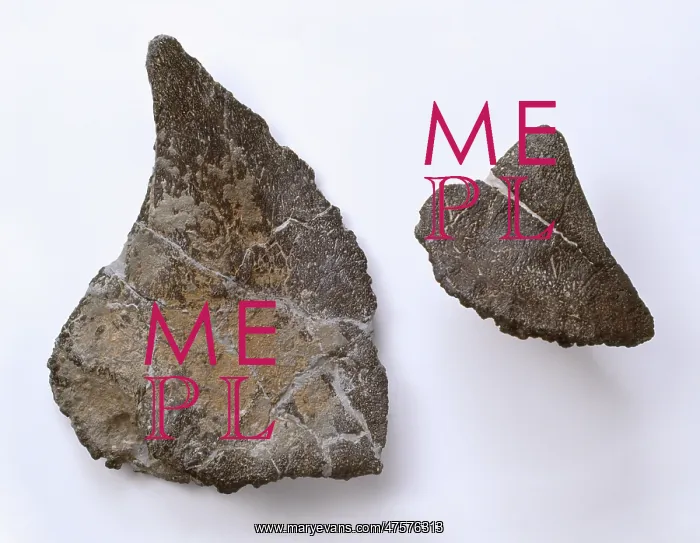 : Polacanthus fossils : Polacanthus fossils