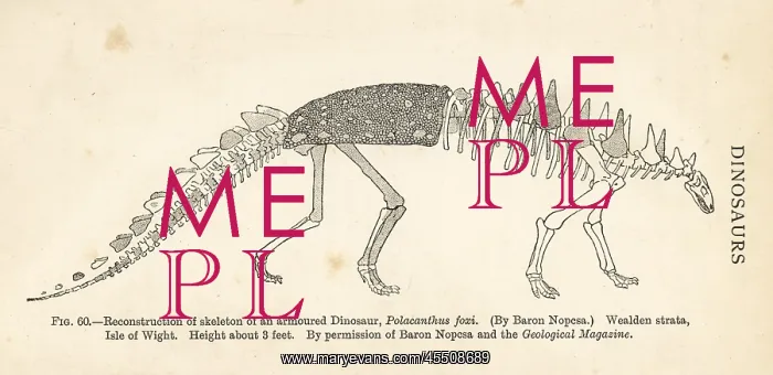 : Polacanthus foxii skeleton : Polacanthus foxii skeleton