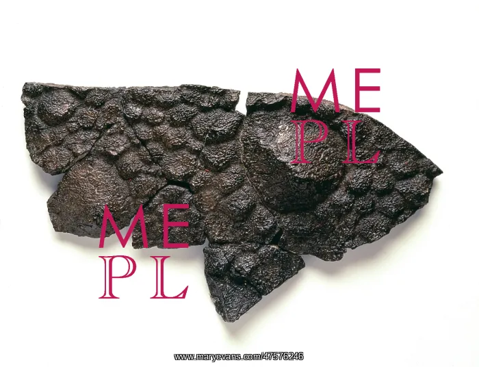 : Polacanthus skin impression : Polacanthus skin impression