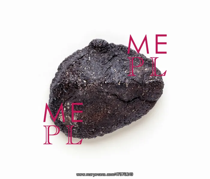  : Polacanthus skin nodule
