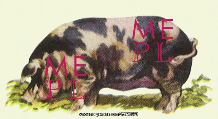  : Poland China Hog
