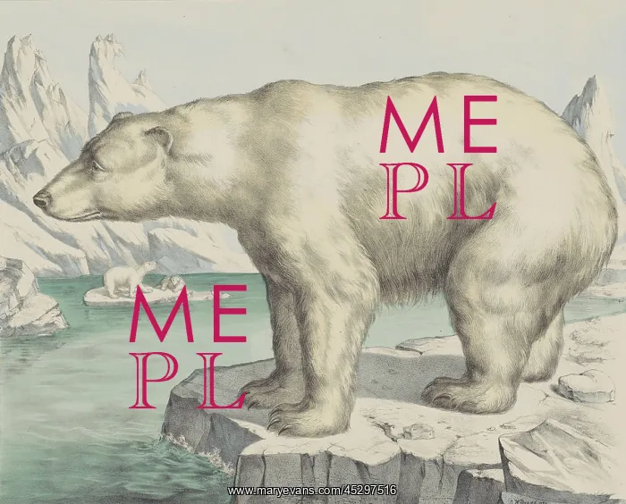 : Polar Bear : Polar Bear