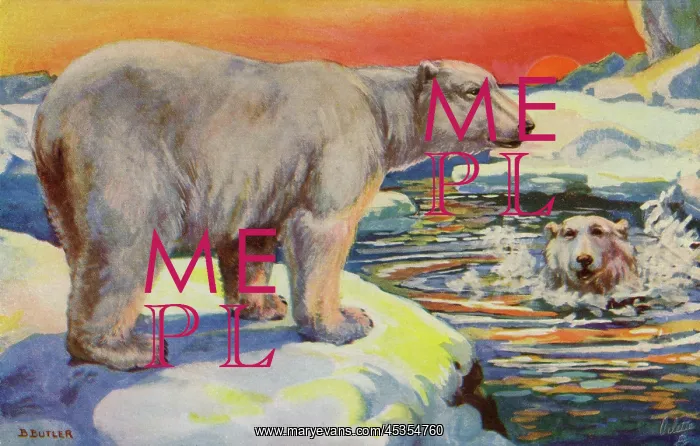 : Polar bear : Polar bear