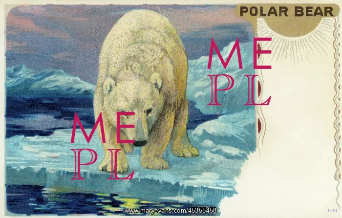 : Polar bear : Polar bear