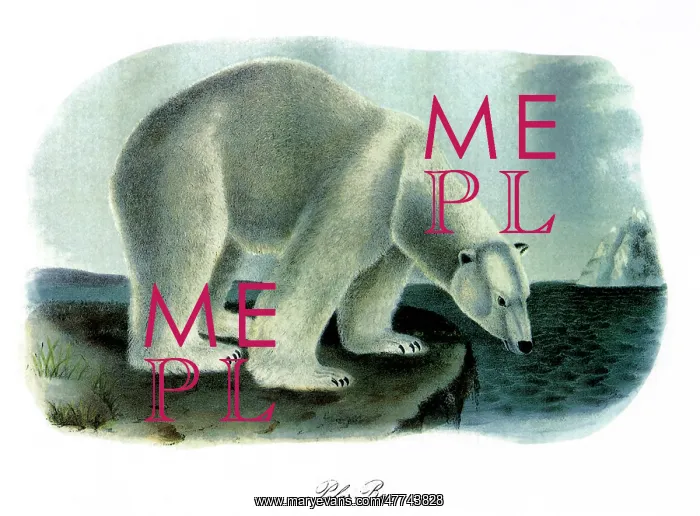  : Polar Bear