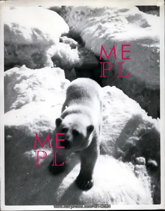 : Polar bear in the Arctic : Polar bear in the Arctic